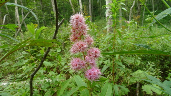 c0212083_18201576.jpg