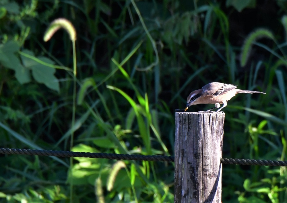 久しぶりの百舌鳥さん高鳴き_d0361783_19264346.jpg