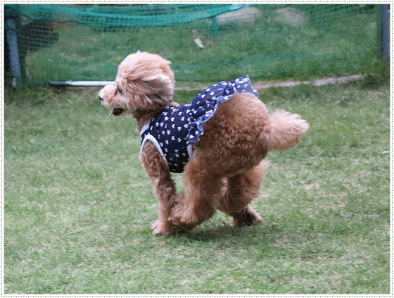 b0175688_23260942.gif