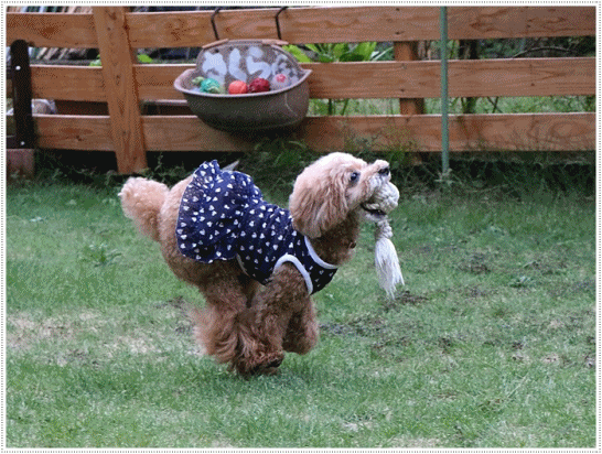 b0175688_23261311.gif