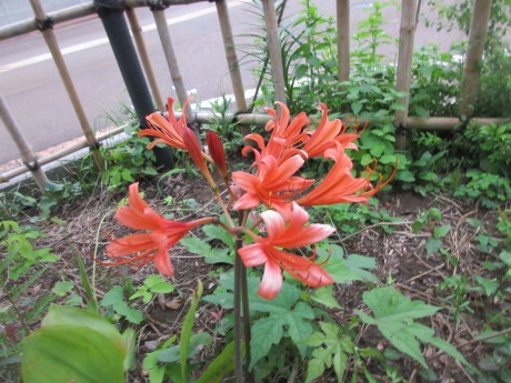 a0203003_18402496.jpg