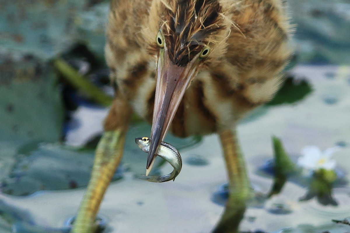 ヨシゴイ 幼鳥の狩り_f0369315_13472631.jpg