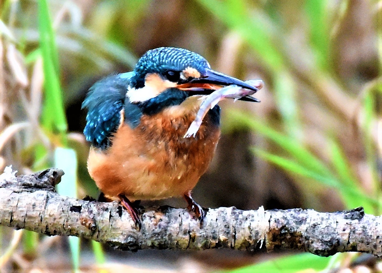 北の湿原の野鳥たち_d0098721_19095491.jpg