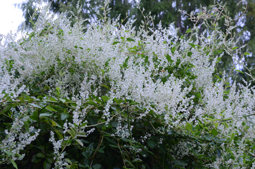 c0107129_03214540.jpg