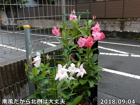 e0033229_1844561.jpg