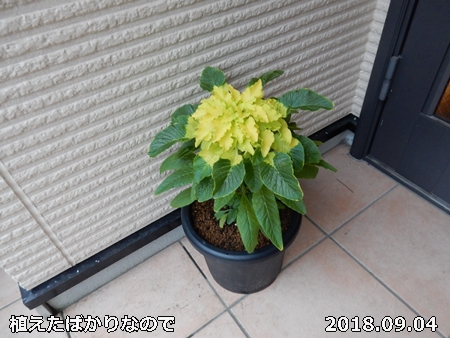 e0033229_18473761.jpg