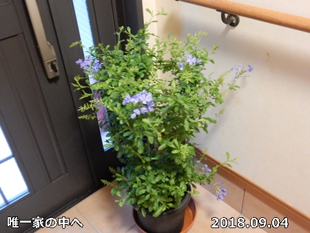 e0033229_1856298.jpg