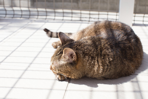 あちゃー_d0355333_08470188.jpg