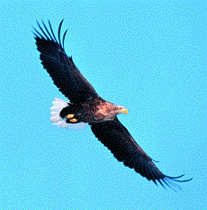 d0164636_07491412.gif