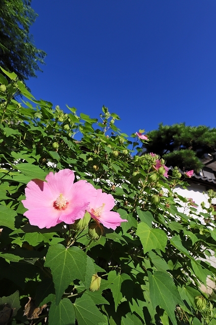 a0242438_20461153.jpg