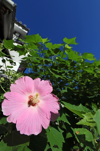 a0242438_20461177.jpg