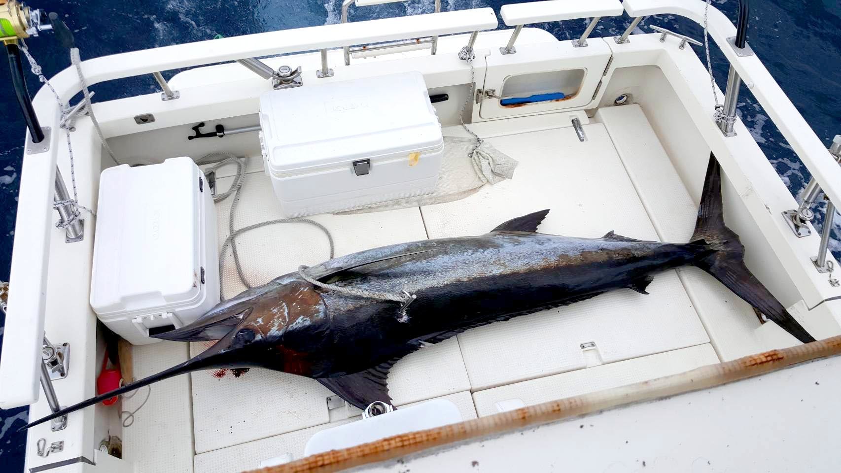 遠州灘土日は大爆釣 浜名湖チーム ビッグゲームルアーズ 最新オフショアブログ カジキ マグロトローリング 遠州灘土日は大爆釣 浜名湖チーム ビッグゲームルアーズ 最新オフショアブログ カジキ マグロトローリング