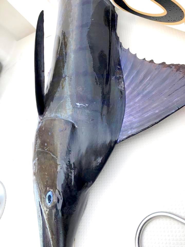 遠州灘土日は大爆釣 浜名湖チーム_f0009039_17070323.jpg