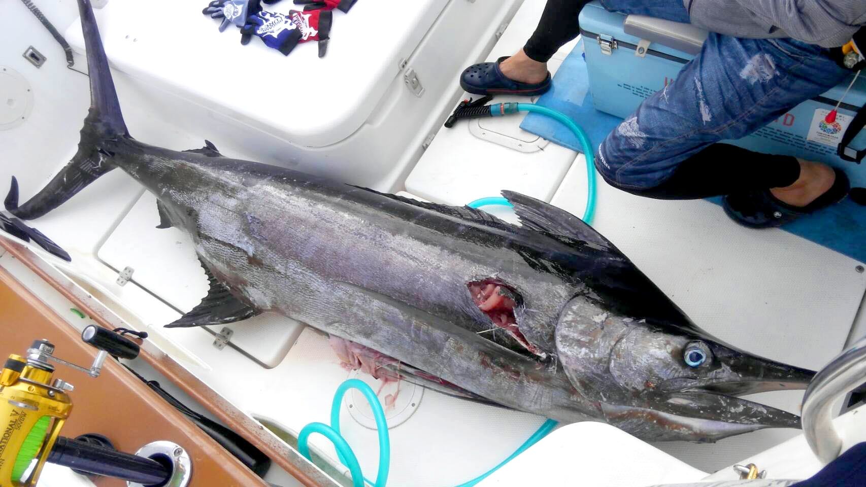 遠州灘土日は大爆釣　浜名湖チーム_f0009039_17102631.jpg