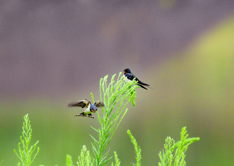 d0290240_20134845.gif