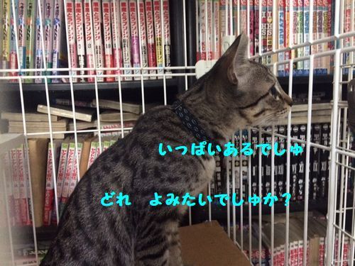 d0393041_22355238.jpeg