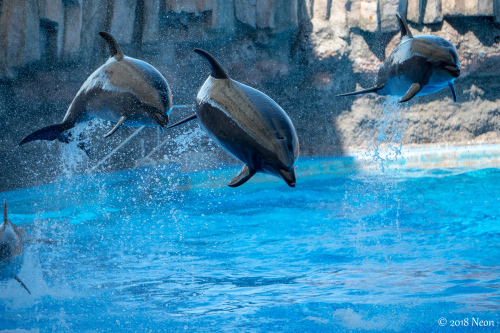 東海遠征#1 名古屋港水族館編。_d0364545_18114012.jpg