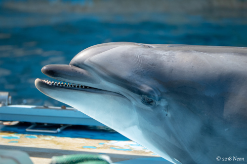 東海遠征#1 名古屋港水族館編。_d0364545_18114276.jpg