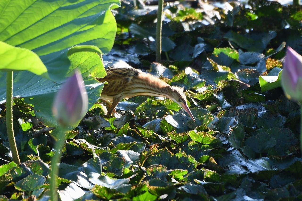 c0233349_07373774.jpg