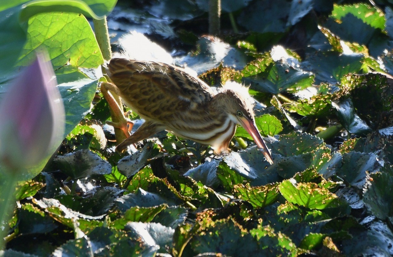 c0233349_07375177.jpg
