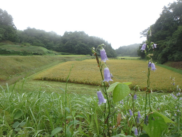 ふるさとのトンボ_a0122264_17443595.jpg