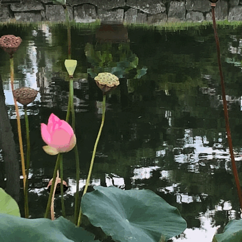 b0325867_14412841.gif