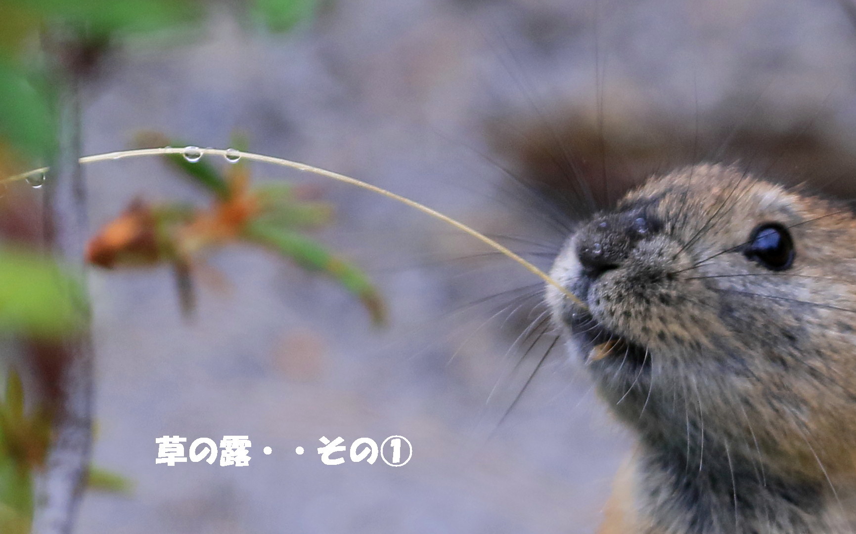 高原の露 とナキウサギ アイヌモシリの野生たち 獣と野鳥の写真図鑑 高原の露 とナキウサギ アイヌモシリの野生たち 獣と野鳥の写真図鑑