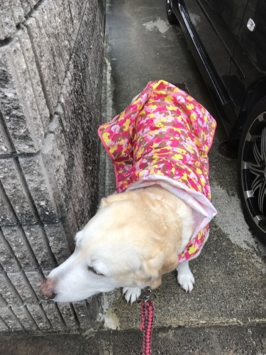 f0315081_17454375.jpeg