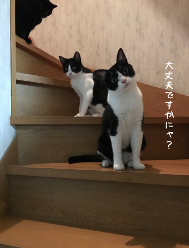 a0216583_23333214.png