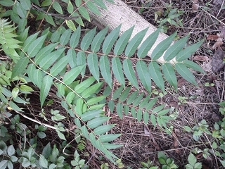 この木なんの木 かぶれの木 Blog版 がおろ亭