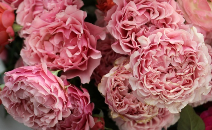 花 緑 庭のwebサイトgarden Storyに 多彩な花型 がアップされました バラとハーブのある暮らし Salon De Roses
