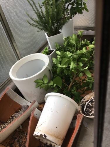 f0347891_20193432.jpeg