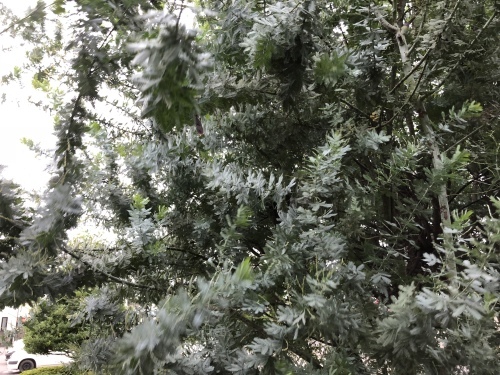 f0215094_19340275.jpeg