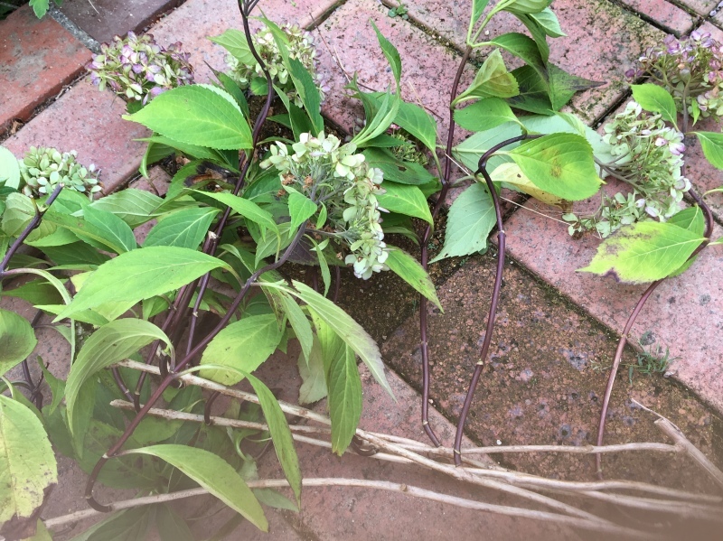b0220002_12332915.jpeg