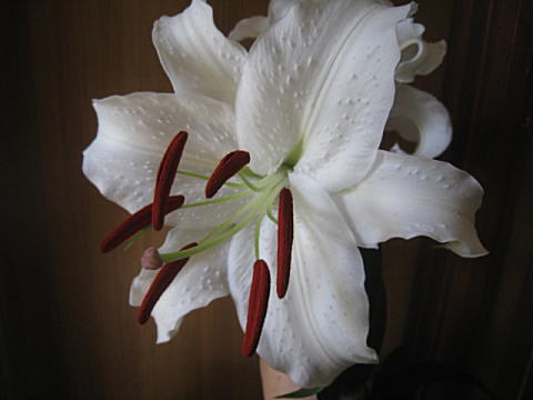 d0046702_03490713.jpg