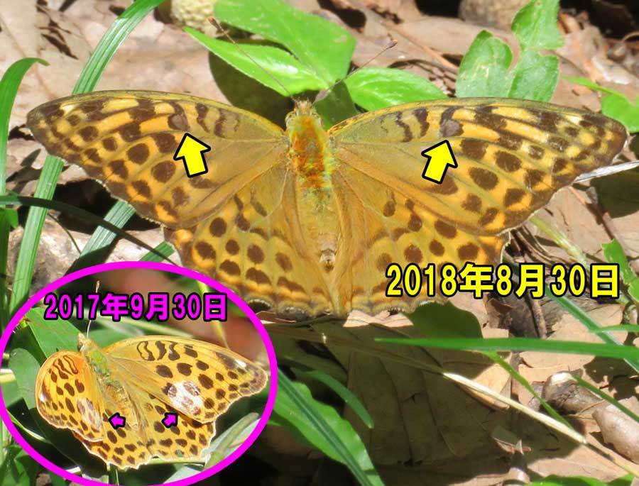 鱗粉剥がれは夏眠の証し？_e0253104_20310642.jpg