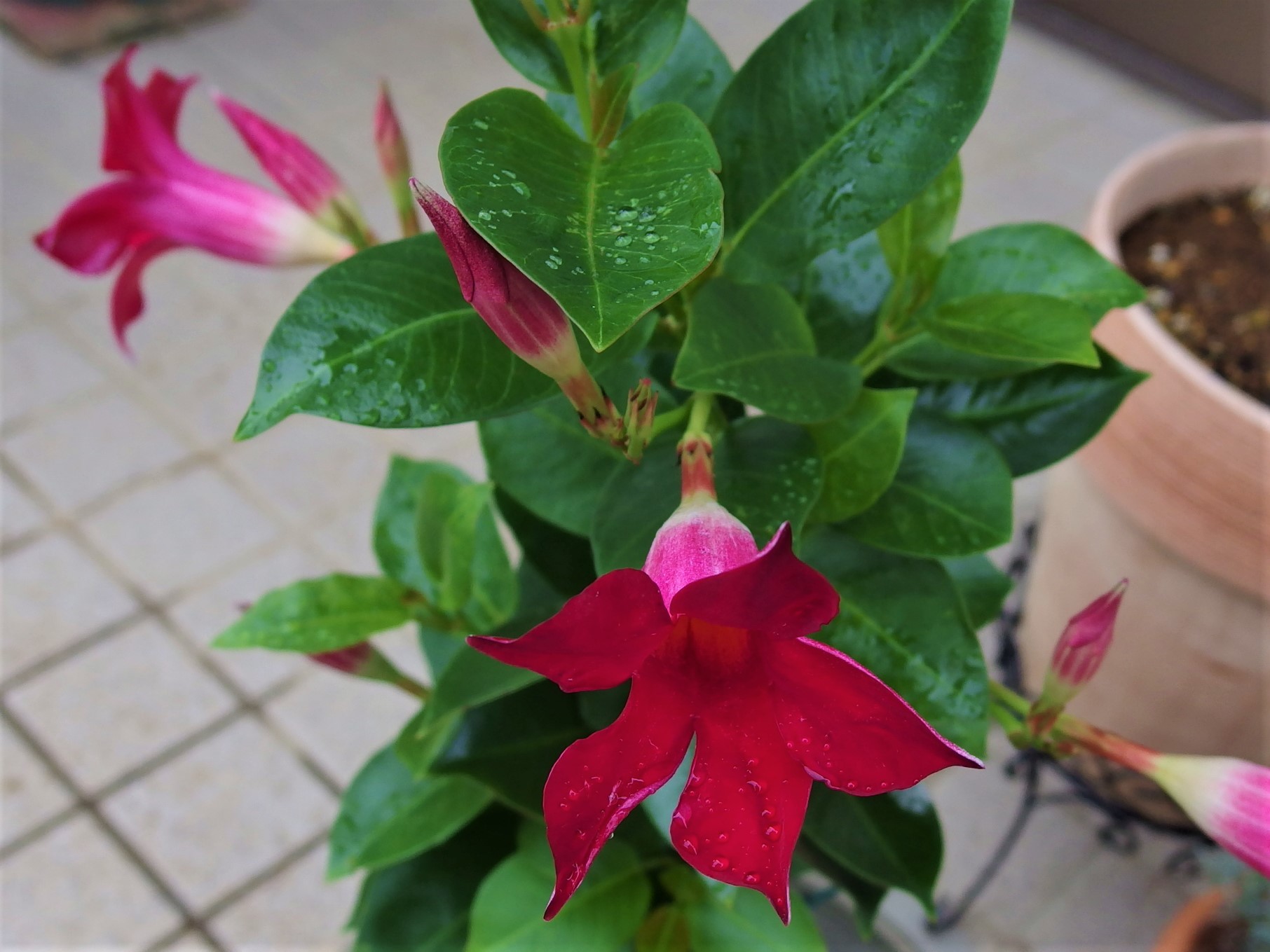 夏の名残りの花 サン パラソル ９月中旬 小さな庭でバラさんたちと