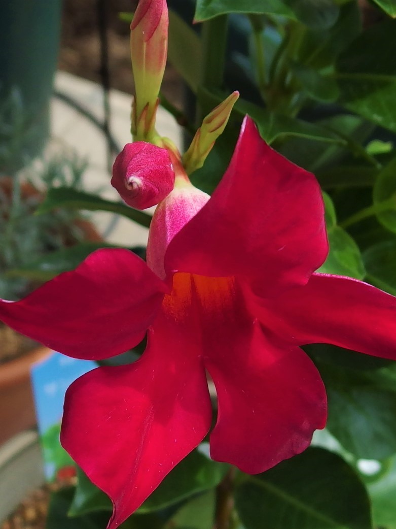 夏の名残りの花 サン パラソル ９月中旬 小さな庭でバラさんたちと