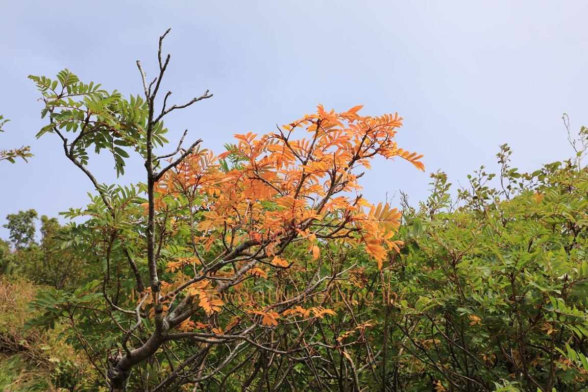 b0062024_11312863.jpg