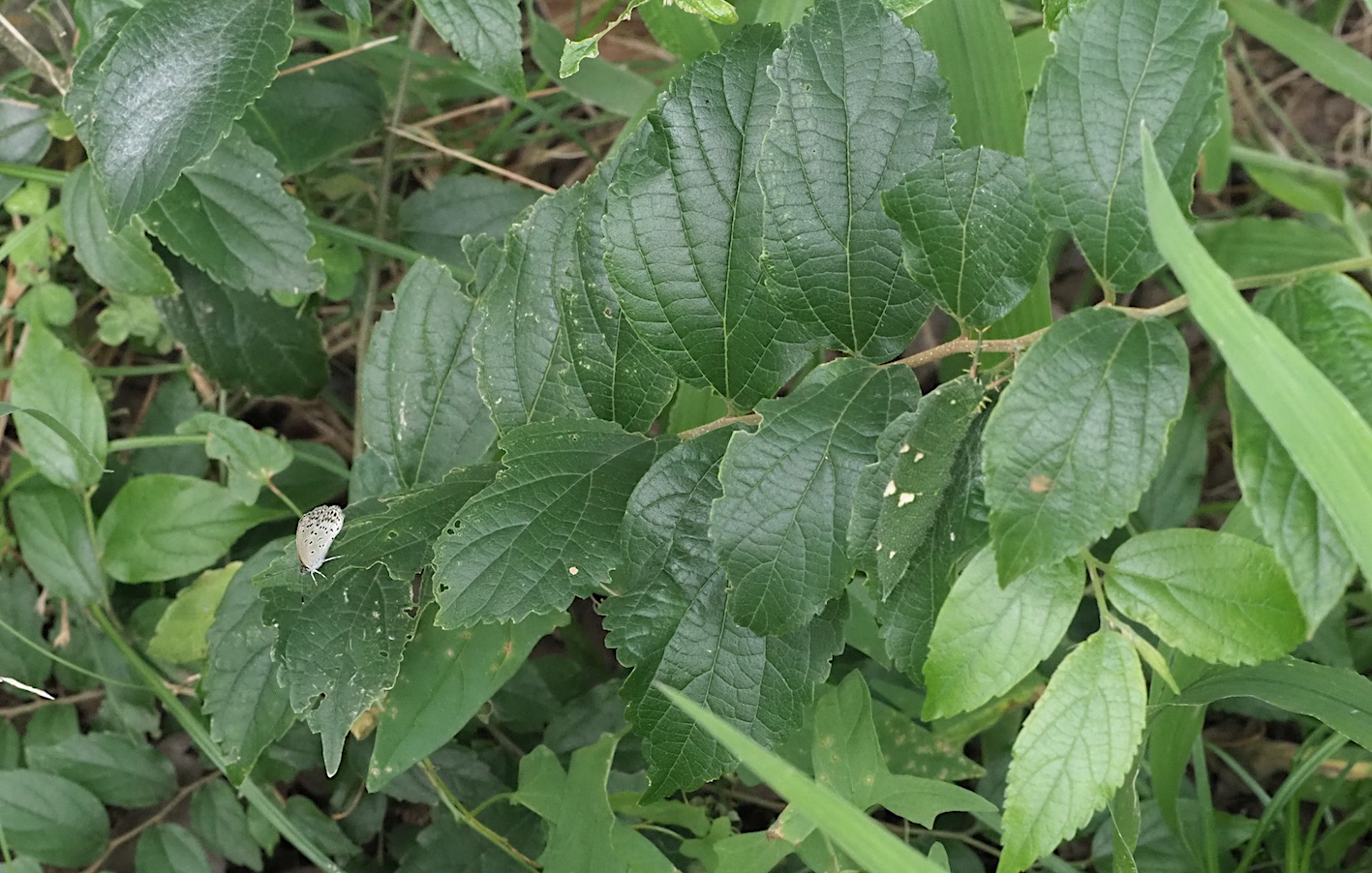 アカボシゴマダラの幼虫&蛹(2018年9月1日)_d0303129_6463669.jpg