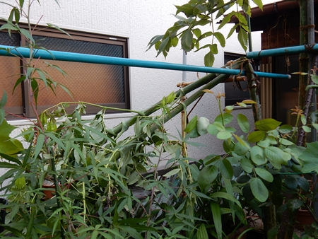 e0033229_18201227.jpg