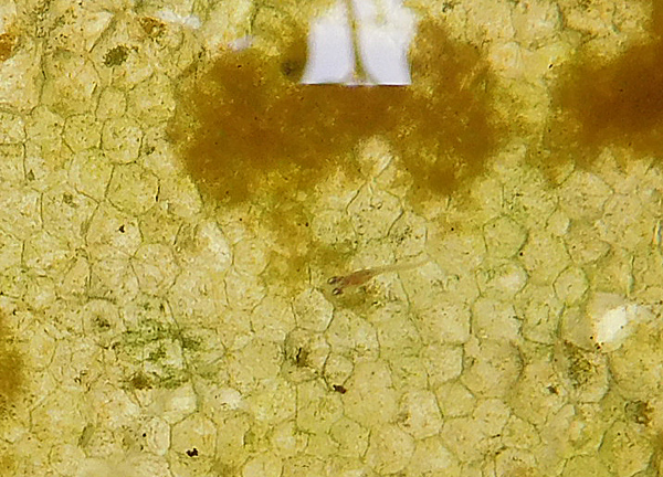 e0097534_1791551.jpg