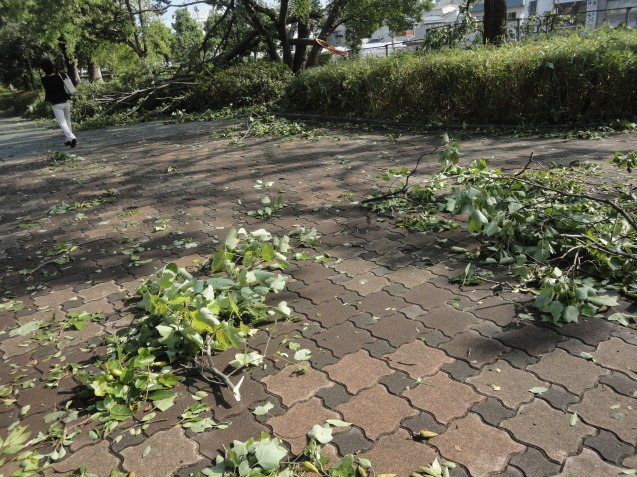 台風の爪痕( 一一)_d0359338_14492647.jpg