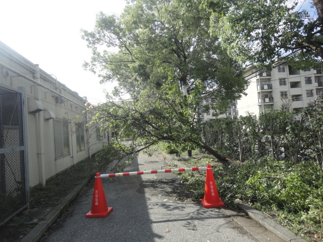 台風の爪痕( 一一)_d0359338_14523587.jpg