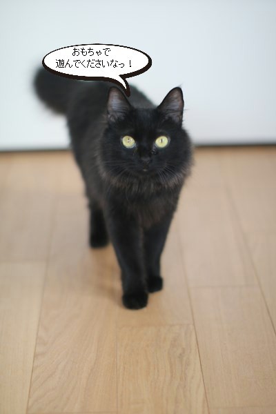 黒猫さんはいっぱい写真撮ります 保護猫さんのご縁探し