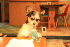c0145250_09594159.gif