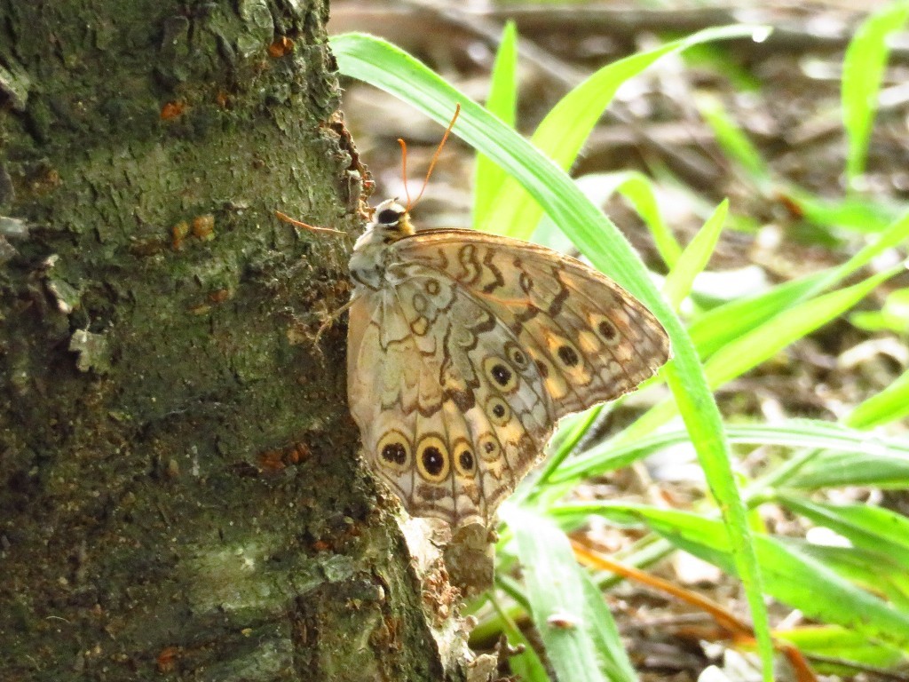 サトキマダラヒカゲ　モンキチョウ…_a0018655_10330670.jpg