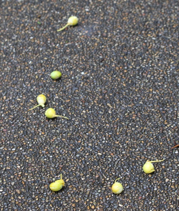 a0248459_14044350.jpg