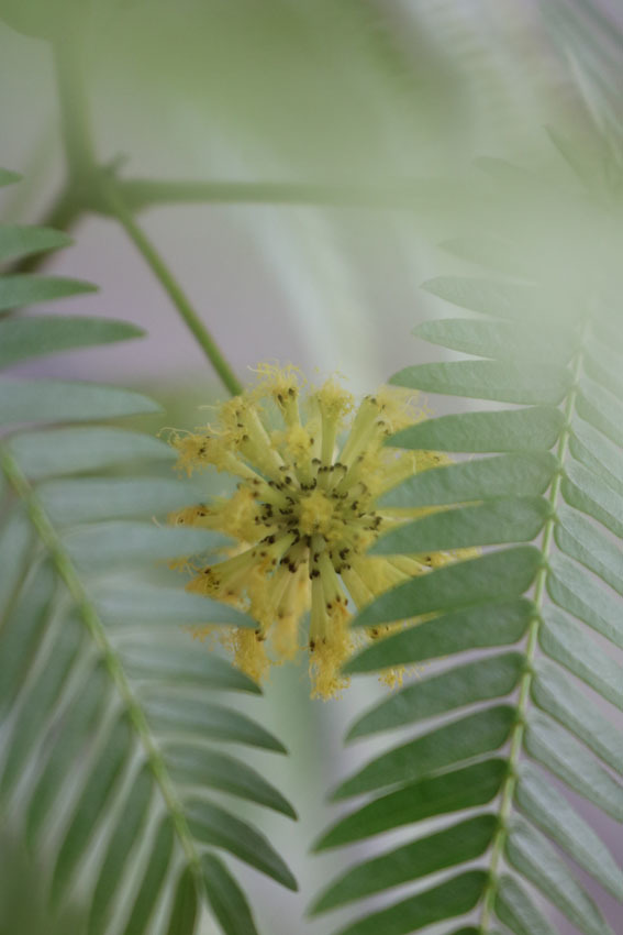 エバーフレッシュの花 Crosse 便り