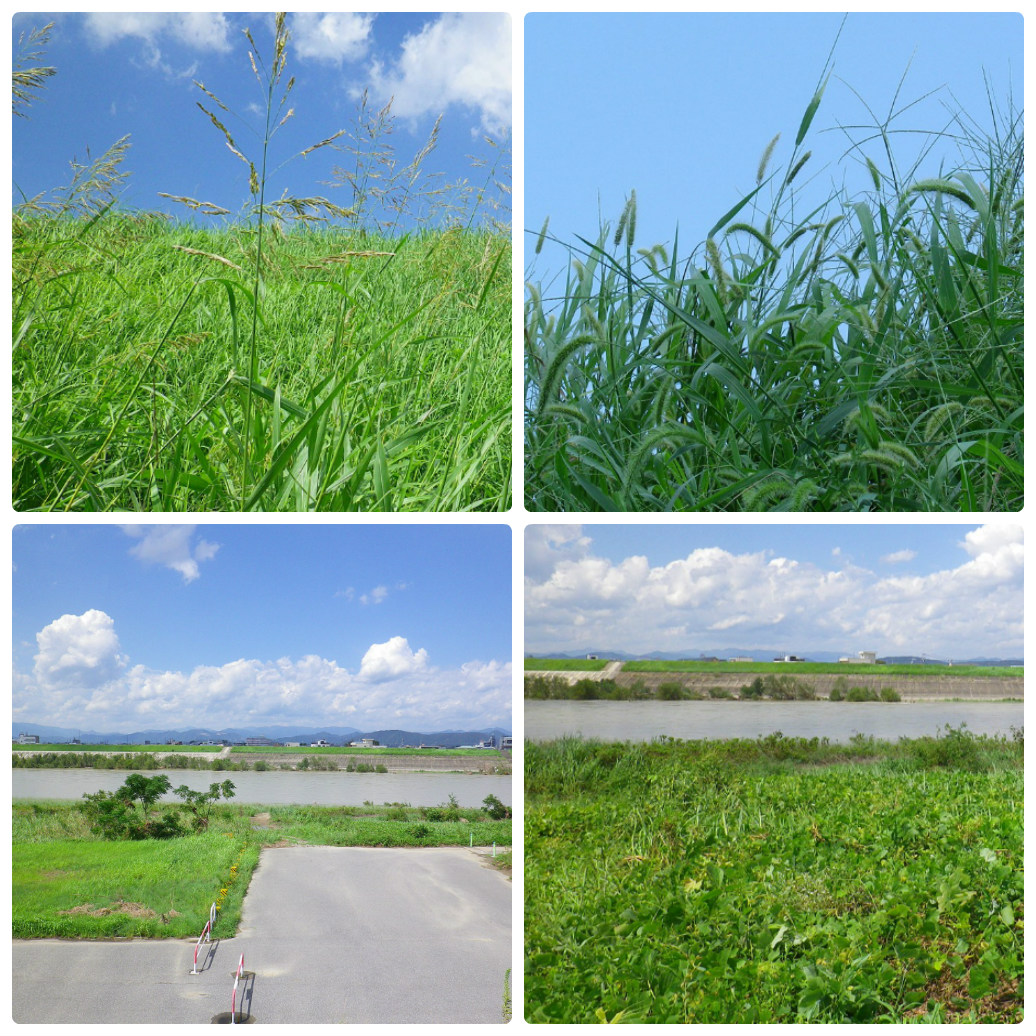 d0054276_20283771.jpg